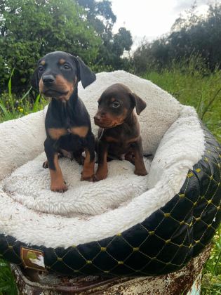 GÜCÜN VE ASALETİN BULUŞTUĞU DOBERMAN YAVRULAR