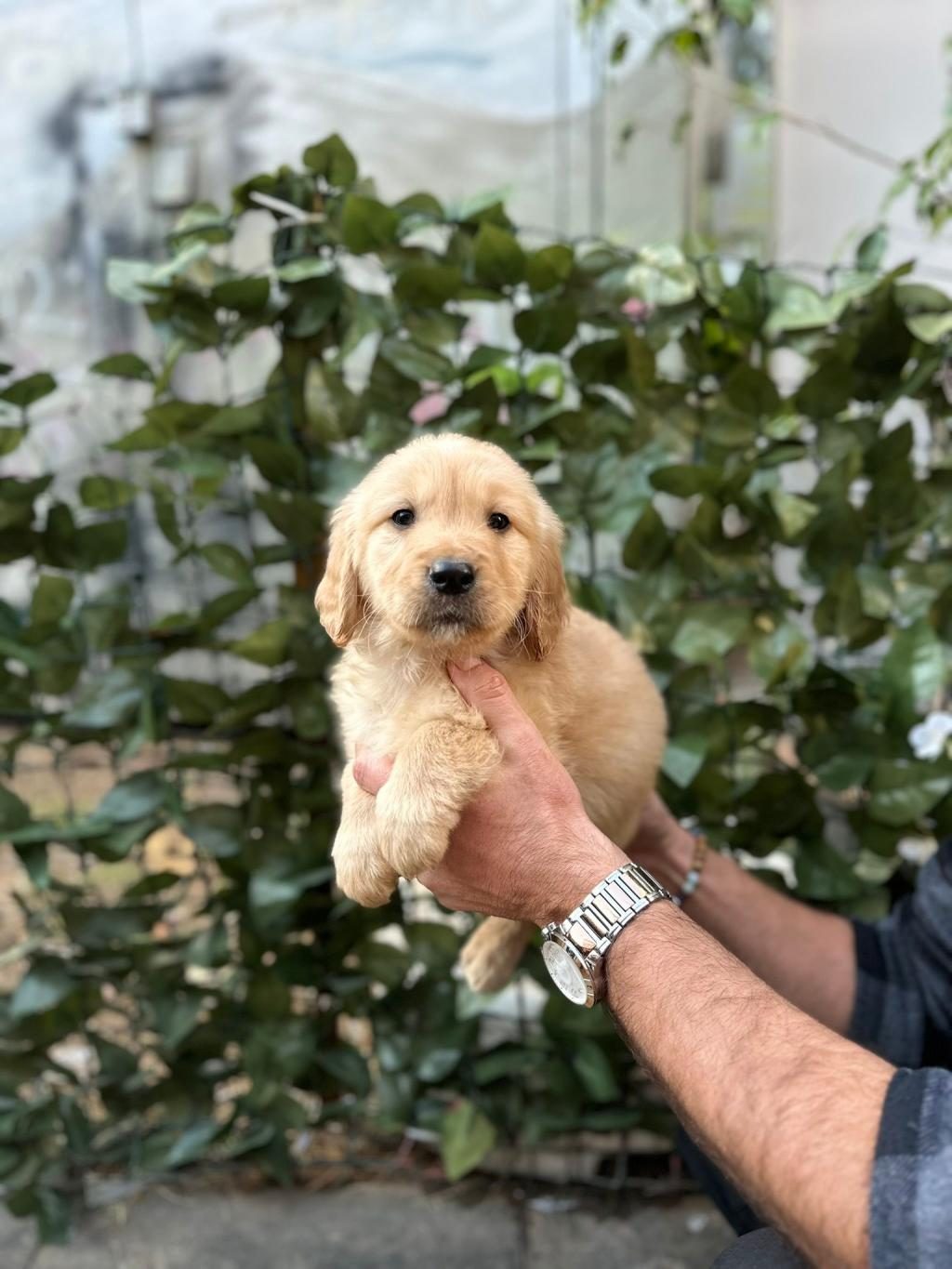 TATLI GOLDEN KÖPEKLERİMİZ YENİ YUVASINI BEKLİYOR