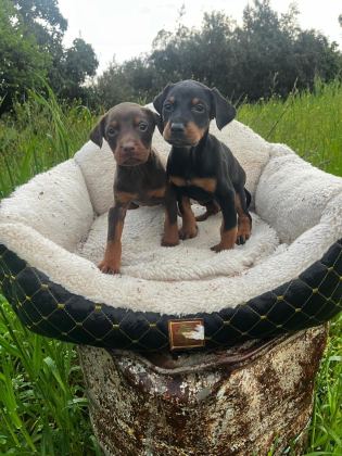 GÜCÜN VE ASALETİN BULUŞTUĞU DOBERMAN YAVRULAR