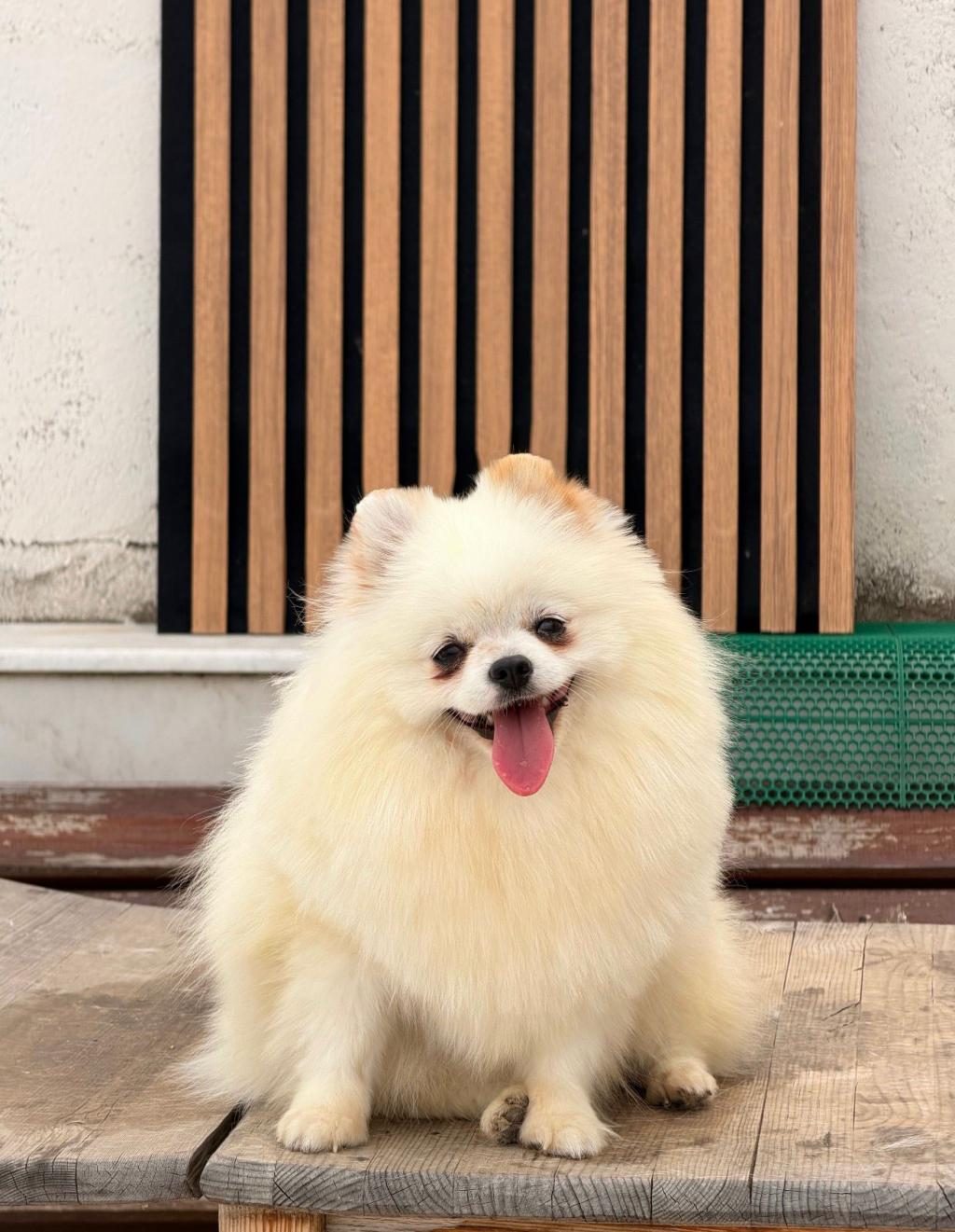 1 YAŞINDA DİŞİ ÜST KALİTE PART COLOR POMERANİAN