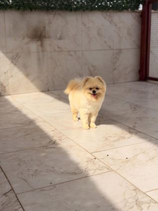 BİR YAŞINDA TEACUP TEDDY BEAR UYSAL EĞİTİMLİ DİŞİ POMERANİAN