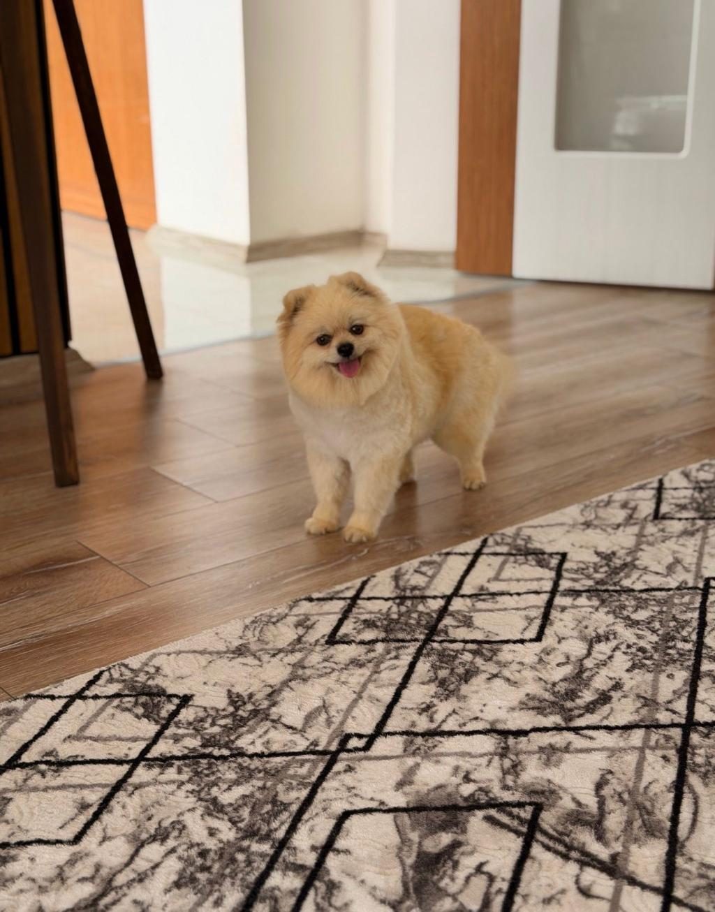 BİR YAŞINDA TEACUP TEDDY BEAR UYSAL EĞİTİMLİ DİŞİ POMERANİAN