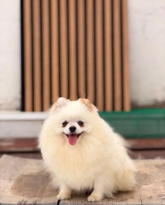 1 YAŞINDA DİŞİ ÜST KALİTE PART COLOR POMERANİAN