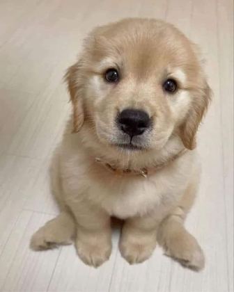 BABY FACE GOLDEN RETRİEVER YAVRULAR 2 AYLIK