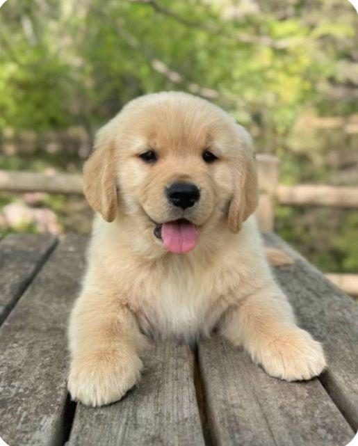 BABY FACE GOLDEN RETRİEVER YAVRULAR 2 AYLIK