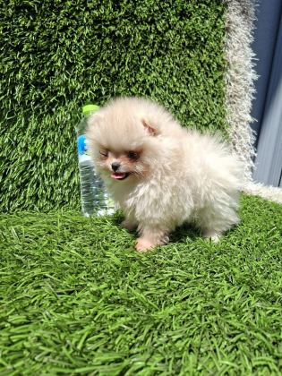 POMERANİAN BOO YAVRULAR (MAJYAJSIZ FÖNSÜZ)