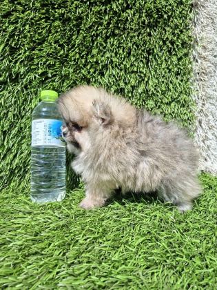 POMERANİAN BOO YAVRULAR (MAJYAJSIZ FÖNSÜZ)