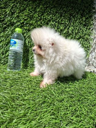 POMERANİAN BOO YAVRULAR (MAJYAJSIZ FÖNSÜZ)