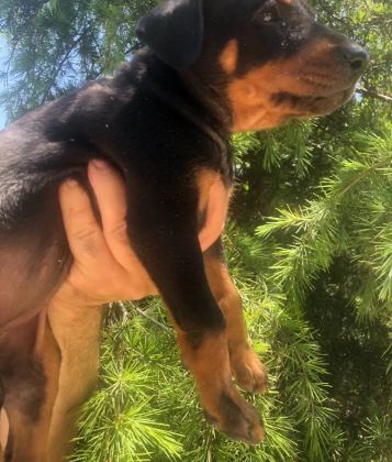Irk Garantili Muhteşem King Doberman Yavrularımız