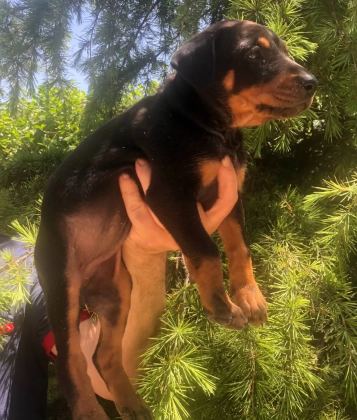 Irk Garantili Muhteşem King Doberman Yavrularımız