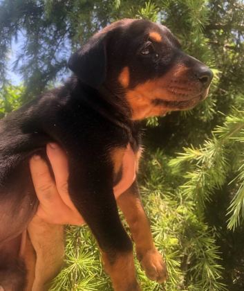 Irk Garantili Muhteşem King Doberman Yavrularımız