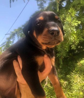 Irk Garantili Muhteşem King Doberman Yavrularımız