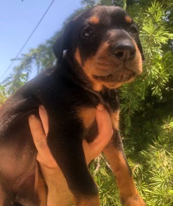 Irk Garantili Muhteşem King Doberman Yavrularımız