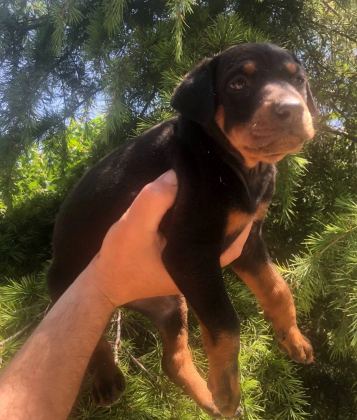 Irk Garantili Muhteşem King Doberman Yavrularımız