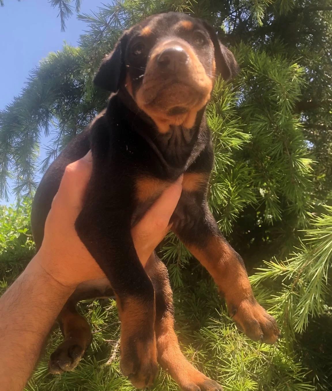 Irk Garantili Muhteşem King Doberman Yavrularımız