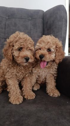 TOY POODLE YAVRU KÖPEKLERİMİZ