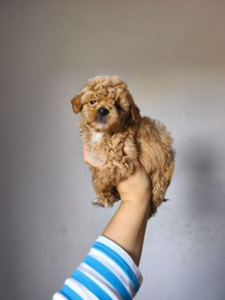 MALTİPOO YAVRULARIMIZ