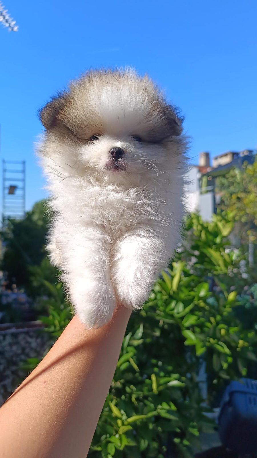 POMERANİAN ERKEK VE DİŞİ YAVRUMUZ
