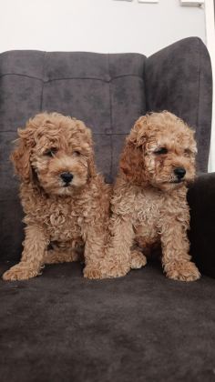 TOY POODLE YAVRU KÖPEKLERİMİZ