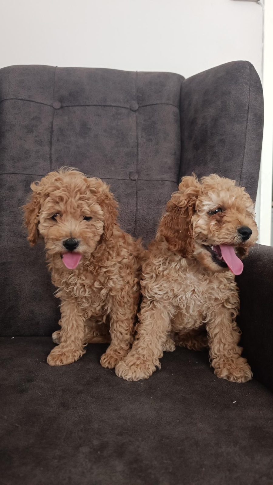 TOY POODLE YAVRU KÖPEKLERİMİZ