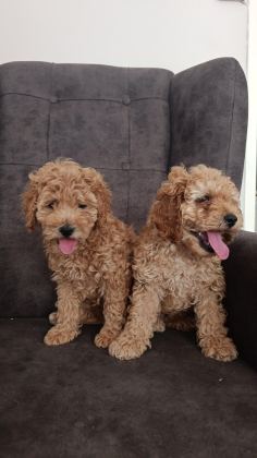 TOY POODLE YAVRU KÖPEKLERİMİZ
