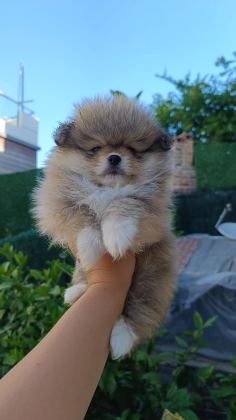 POMERANİAN ERKEK VE DİŞİ YAVRUMUZ