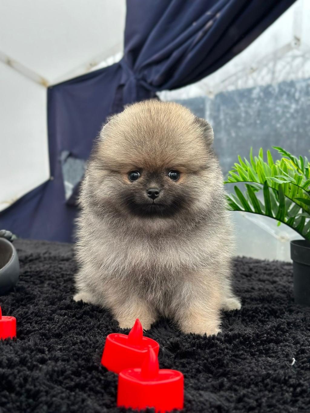 POMERANİAN BOO KÖPEĞİMİZ