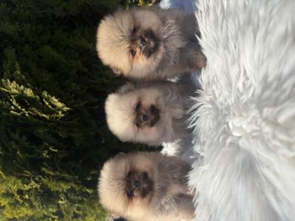 POMERANİAN BOO YAVRULARIMIZ