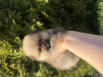 POMERANİAN BOO YAVRULARIMIZ