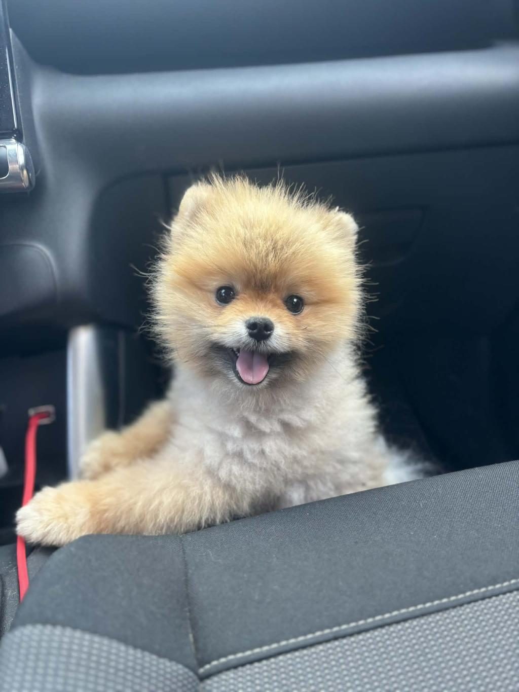 SHOW KALİTE POMERANİAN BOO