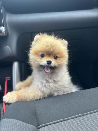 SHOW KALİTE POMERANİAN BOO