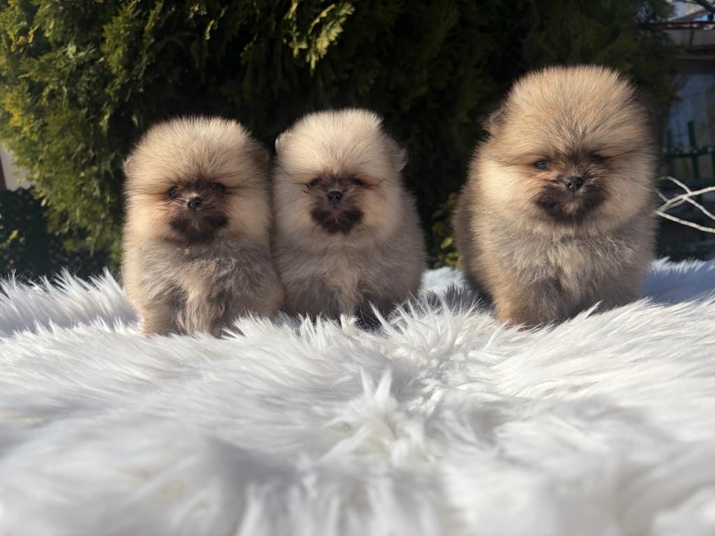 POMERANİAN BOO YAVRULARIMIZ