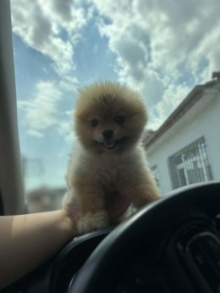 SHOW KALİTE POMERANİAN BOO
