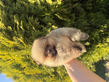 POMERANİAN BOO YAVRULARIMIZ