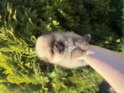 POMERANİAN BOO YAVRULARIMIZ
