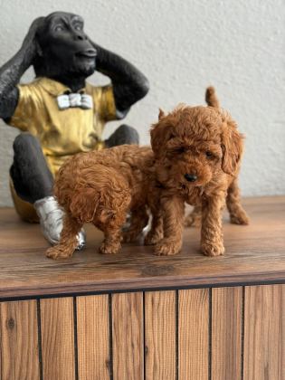 A++ POODLE YAVRULARIM