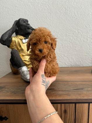 A++ POODLE YAVRULARIM