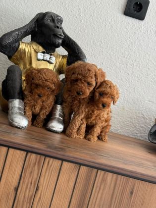 A++ POODLE YAVRULARIM