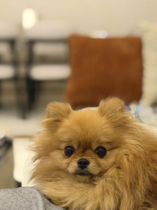 POMERANİAN BOO 1 YAŞINDA