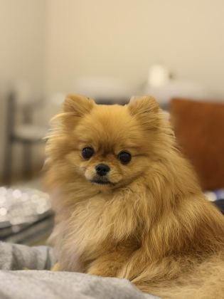 POMERANİAN BOO 1 YAŞINDA