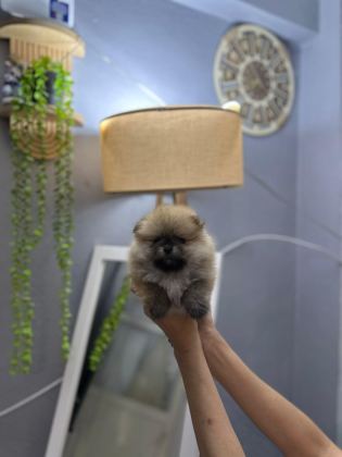 POMERANİAN BOO ERKEK VE DİŞİ YAVRULARIMIZ