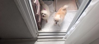 POMERANİAN BOO ÜST KALİTE TEA CUP DİŞİ VE ERKEK