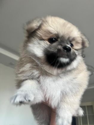 POMERANİAN DİŞİ YAVRU