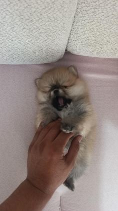 POMERANİAN BOO ÜST KALİTE TEA CUP DİŞİ VE ERKEK