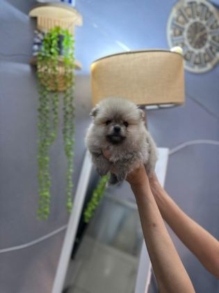 POMERANİAN BOO ERKEK VE DİŞİ YAVRULARIMIZ