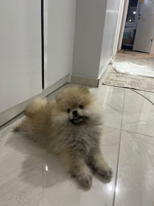 POMERANİAN BOO ERKEK VE DİŞİ YAVRULARIMIZ