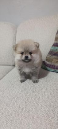 POMERANİAN BOO ÜST KALİTE TEA CUP DİŞİ VE ERKEK