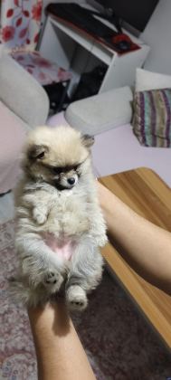 POMERANİAN BOO ERKEK VE DİŞİ YAVRULARIMIZ