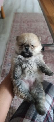 POMERANİAN BOO ERKEK VE DİŞİ YAVRULARIMIZ