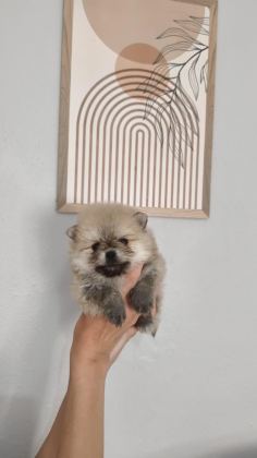 POMERANİAN BOO ERKEK VE DİŞİ YAVRULARIMIZ